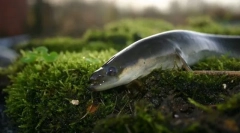 Европска јагула